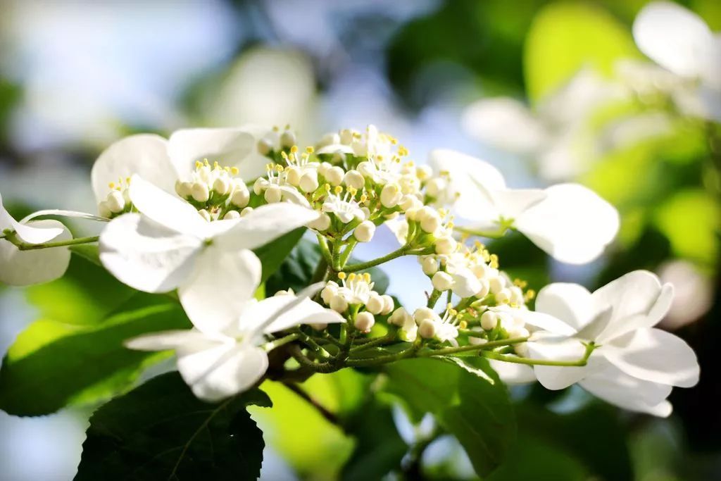 扬州一日游|烟花三月何处去 三花聚顶在扬州 | 合一