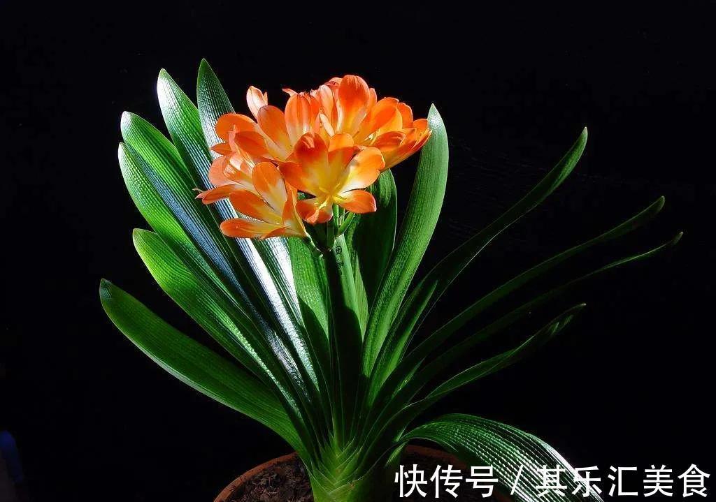 君子兰一直不长,教你几招,快速解决