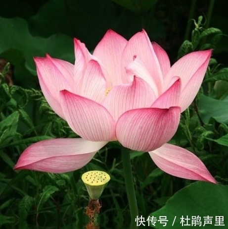 吉星|10月下旬，吉星进门，4属相桃花朵朵，财运旺盛，生活蒸蒸日上