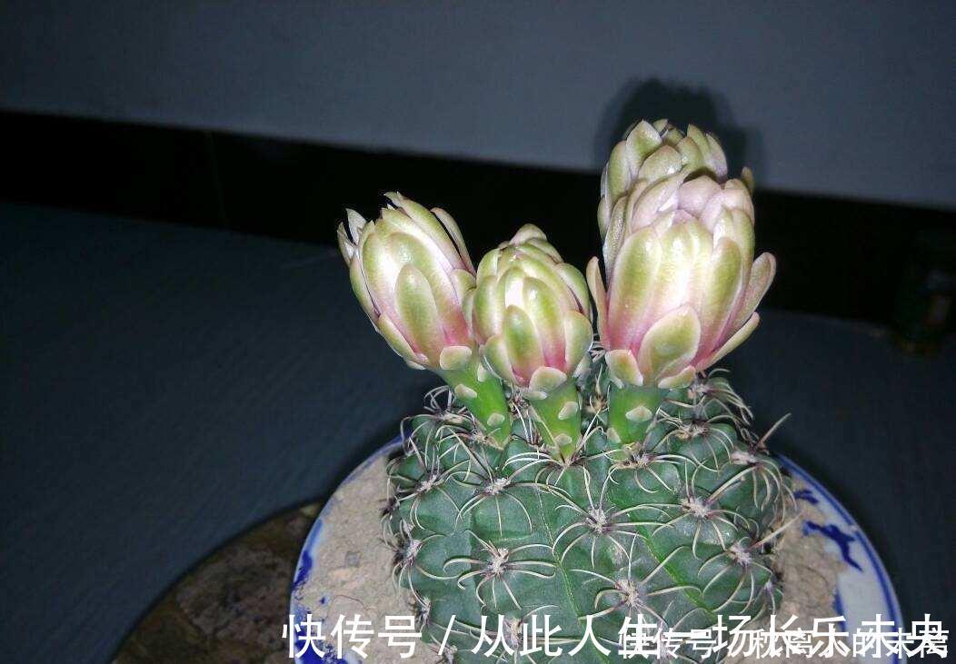 玉树|这6种植株,不浇水反而爆盆,新手赶紧养起来吧