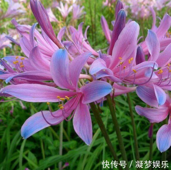 此花所代表的是伤心和离别，就像是百合一样，不过花色很美