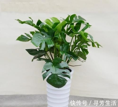 积水|大又深的花盆不讨喜?养上这些花,做好几件事,大气又漂亮!