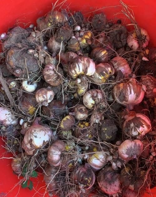 一年生一窝的5种花，越养越多，养它们不花钱还能赚钱！