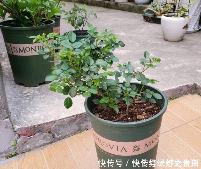 新手|刚入手的月季,有1点不要做,新手经常犯的错误,月季容易死掉!
