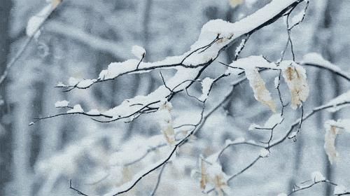  赏梅|大雪赏梅，祝您吉祥如意