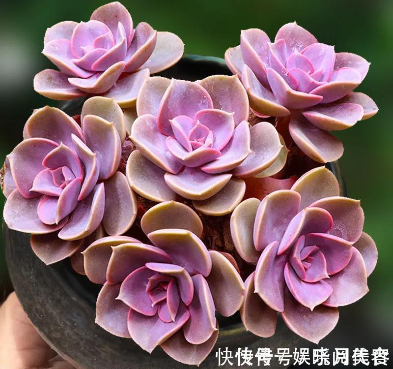 叶片|养多肉选择这四种,容易出状态,还好养,价格低到不想买