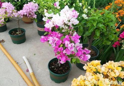 张大爷养花,用“2种水”轮流浇,没想到,1年养出漂亮“小花园”