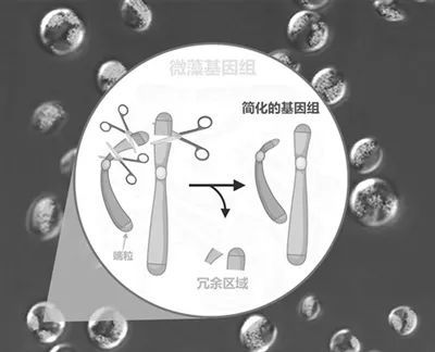 【科普知识】今日科技话题：高分十二号02星、天眼、海底隧道、“解密”下地幔底部、基因剪刀、人形机器人