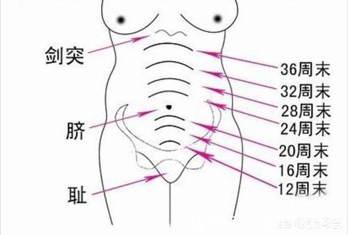 胎儿|怀孕4个月正常的肚子应该是什么样的呢？