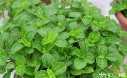 吸毒草|人养花,花也养人,4种花净化空气,杀菌去异味,家家必备!