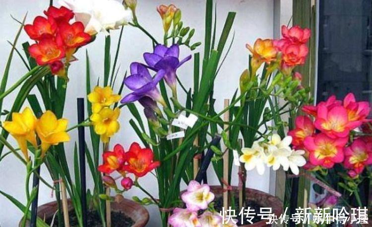 李时|4种花对待懒人超友好的，一个月不浇水都没事，颜值超高的