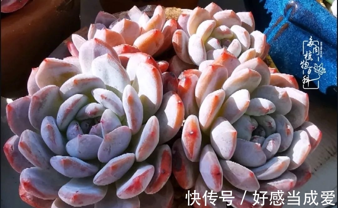 治愈之“肉”:愿所有的养肉人都被这些“胖子们”治愈