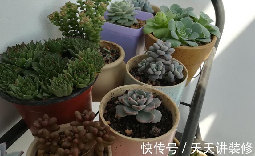 浇灌|立秋后,不要马上给多肉多浇水,多注意这几点,不空盆