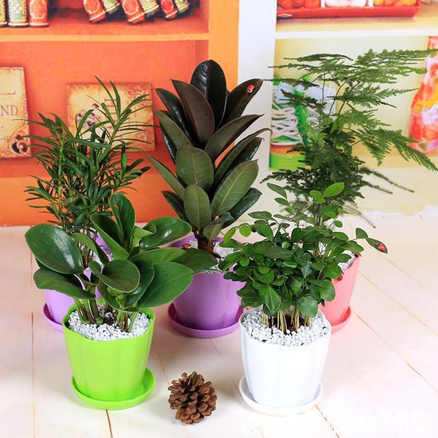 养3种“吸毒草”，客厅养2盆，吸走“二手烟”，身体健康！