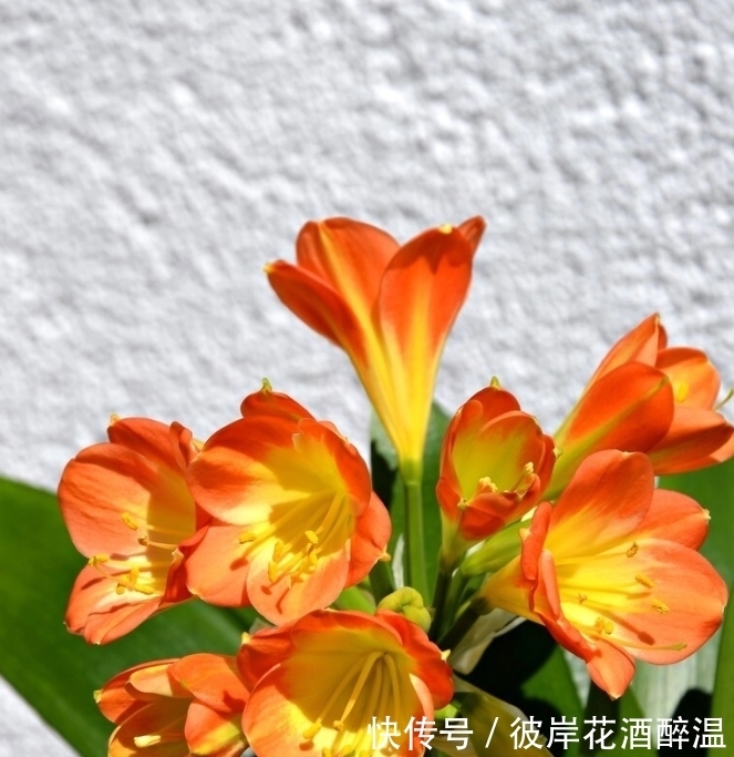 如何让君子兰主动开花？给你4个建议，到时间就开，不用发愁