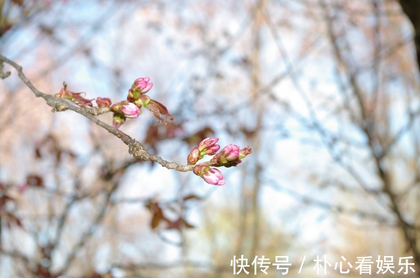 打扫|十二生肖天生爱干净的4个生肖女，容不得家里有半点的不干净！