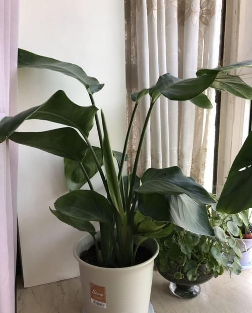 4种不同风格的花,谁见了都爱养,各有各的气质