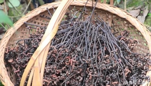 农村|山上一种长得像鸡爪的“野果”,可以用来泡酒,还是一味民间药材