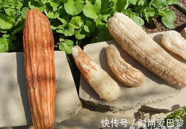 絲瓜|一味絲瓜絡，治病大功效！絲瓜絡6大頂級妙用，收藏以備不時之需