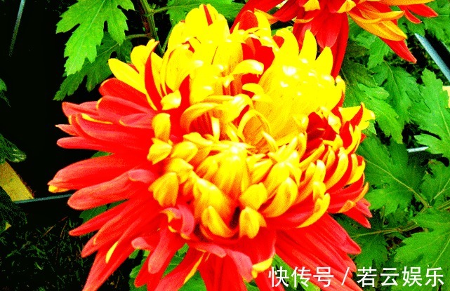金红竞辉|喜欢菊花,就养盆“菊中珍品”金红竞辉,似红金赛舞,妖娆动人