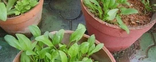 桂花香|这种花比桂花香,比茉莉好闻,家里养一盆,能薰一室香