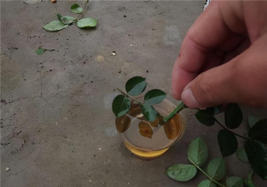 牛人自制2种生根液，2元让根系疯长1年，花卉一天一个样