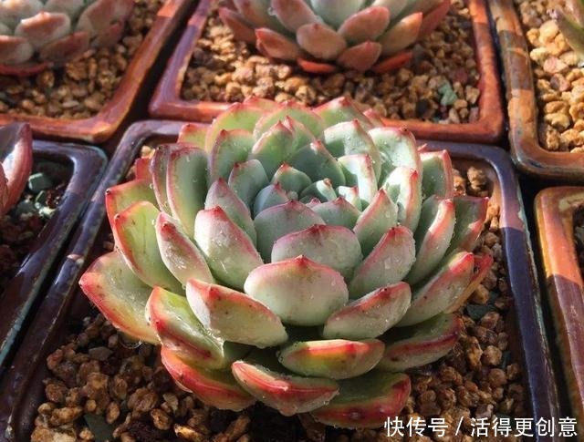 一个盆种一棵多肉好，还是拼盘好记住一点，壮又美，长爆盆！