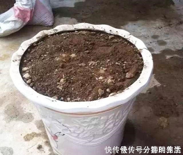 花卉|鱼肠养花，4个方法除臭效果好，花卉长得旺，开花多！