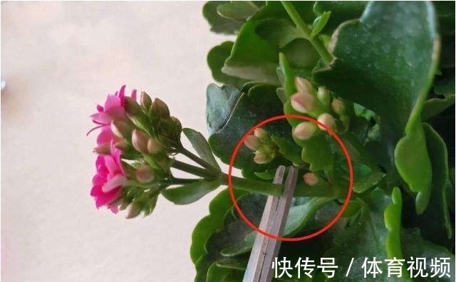 养长寿花不能“懒”,做好4要点,一茬接一茬开不停,尤其是第3点