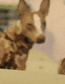 |搞笑GIF段子：媳妇儿，来，看我能不能背动你