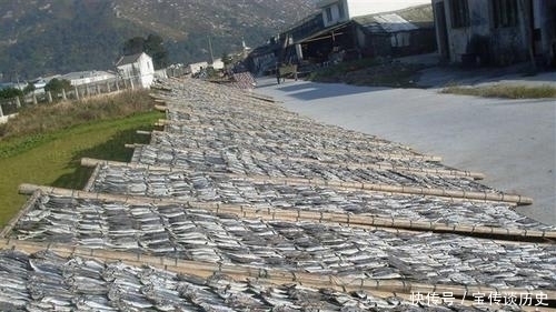 食用巴浪鱼|一次能捞几千斤,一年四季抓不完,儿时当下饭菜,4元一斤很便宜