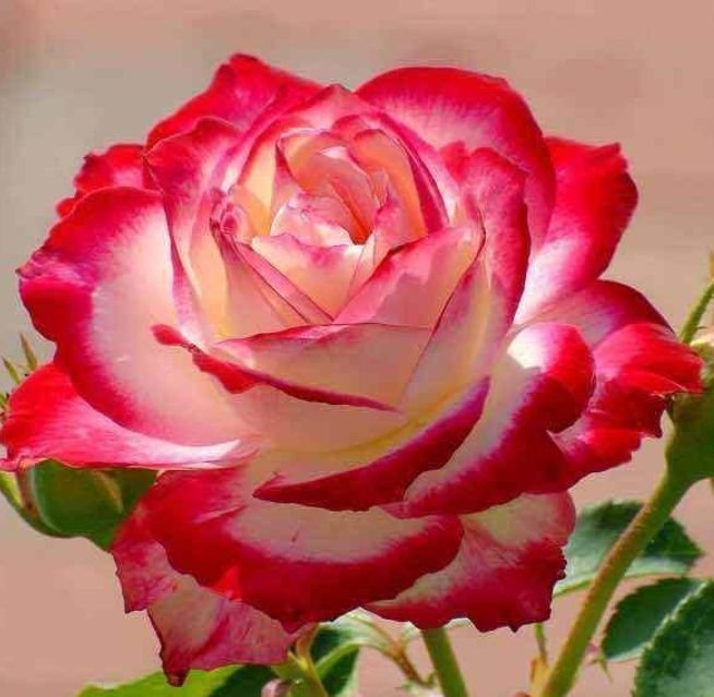 最适合新手养的4种花,好养易爆盆,惊艳如花球,美翻了