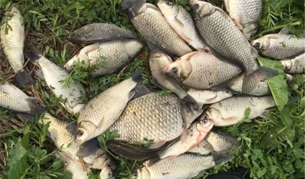 野河钓鱼,找鱼窝的常用方法,找拐弯找水草,不过这种地形才最佳