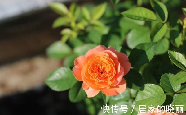 养花|养花试试这几款,几乎丢土里就能活,超级好养活