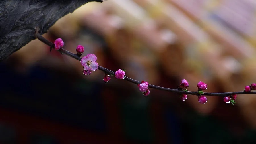 失眠|40岁的白居易想起初恋,半夜失眠,写出一场千年来最凄美的夜雨