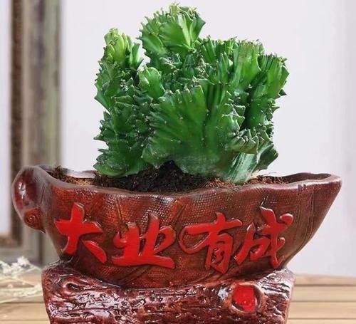 酒瓶兰|适合男人养的四种花,大气又稳重,旺财又旺运,早看早知道!