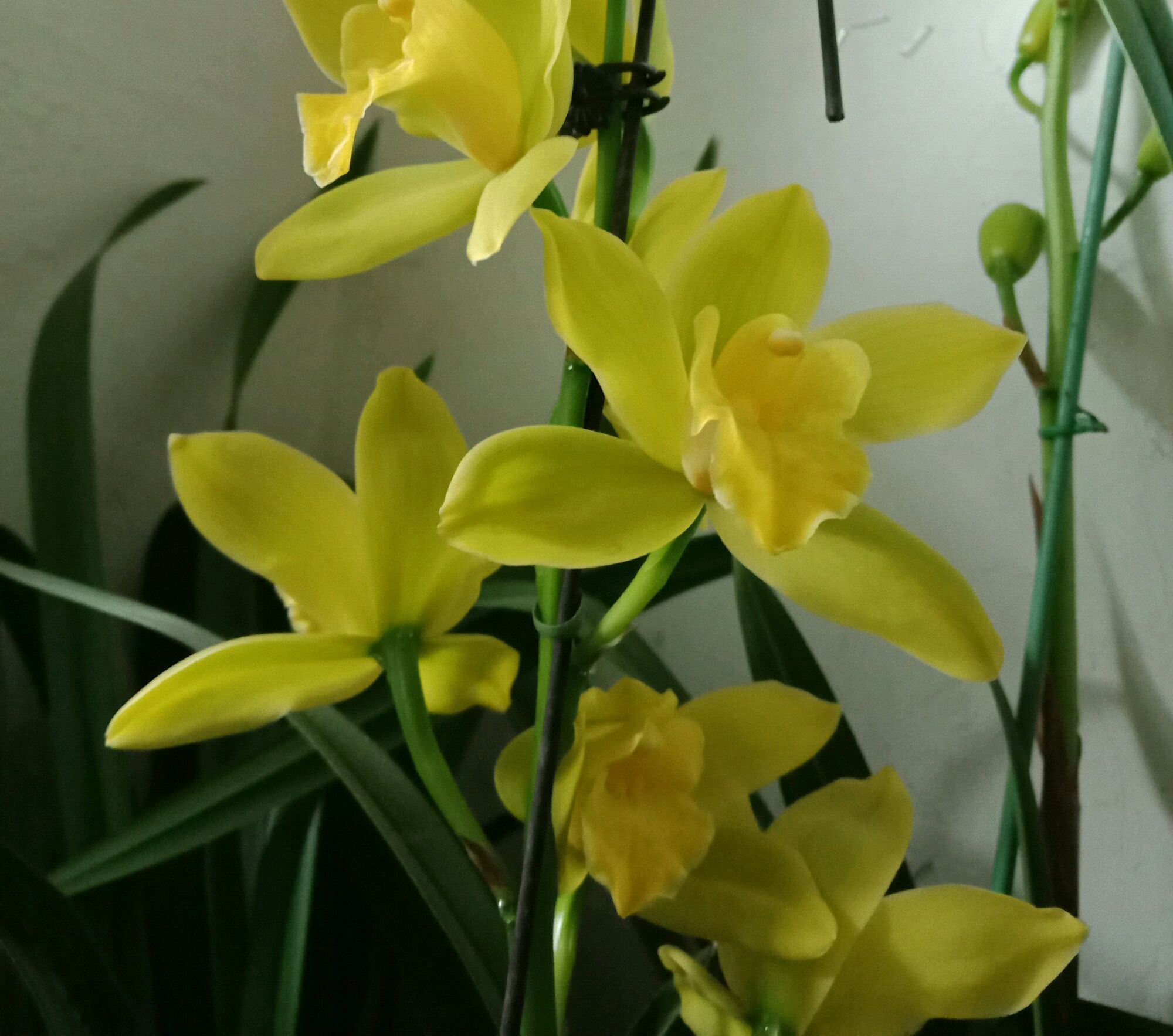 芦头|养大花蕙兰,选错花盆有风险,好多兰友易忽略,根系往外长