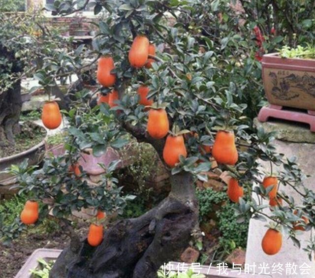 弹子|上万1棵的“盆景树”,养2盆“镇宅”,观赏价值也高,关键值钱!