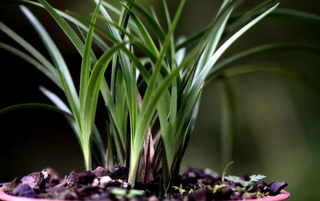 兰友|夏天养兰花,究竟能不能淋雨?兰友:最怕这样淋