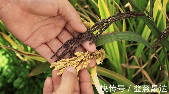 黑米怎么蒸才会软?怎么做才能更好吃?