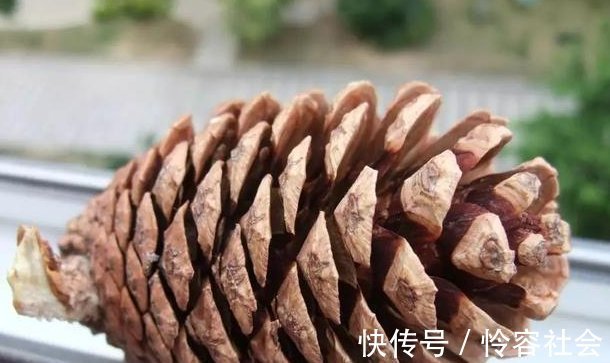 盆里扔2样东西,养花10年不烂根,叶子油光瓦亮,花苞挂满枝头