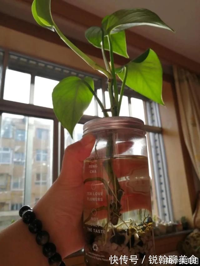 1粒小药片,碾碎丢水里,花像吃了兴奋剂疯长