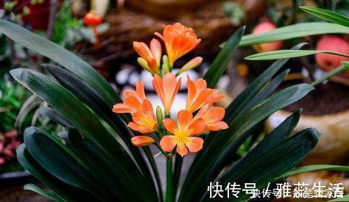 冬天养君子兰，3个动作催一催，叶片挺拔如折扇，开出层叠群花！