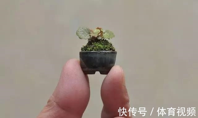 黄杨|微型盆景越来越受欢迎,这里是它们的“集中营”,都是你想知道的