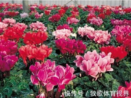 寓意|过年之前，给家里养上6种花，花朵红红火火、寓意美好