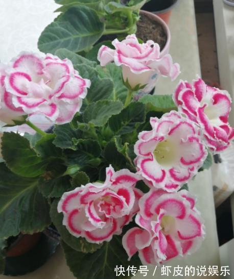 秋冬室内养花,2个要点要牢记,不然花花黄叶难过冬,别大意