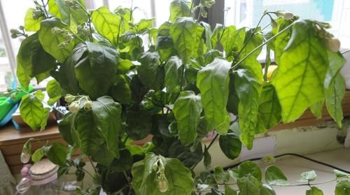 夏天高温，需水量大增的3种花，不浇水死得快