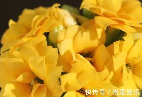 家养|家养长寿花总是难开花记住这些小细节,轻松花开爆满盆