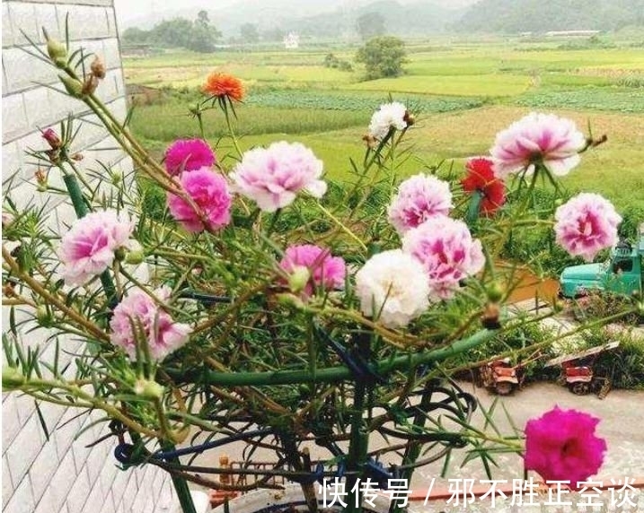 几种花,开花漂亮又好养,开花漂亮财运来,一养就上瘾