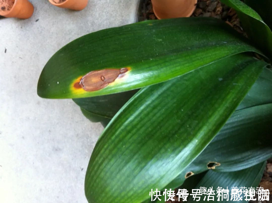 土面|为啥很多朋友在家里养不好君子兰,有可能一开始就买错了